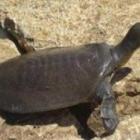 Черепаха с мягким панцирем - трионикс дальневосточный