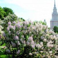 Экскурсия "Сирень" в Ботаническом Саду Московского университета 