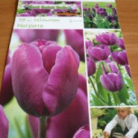 Луковицы тюльпана Mantel Holland "Негрита"