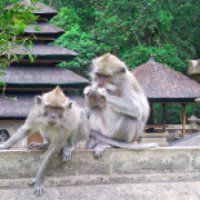 Храм обезьян Алас Кедатон (Индонезия, о. Бали)