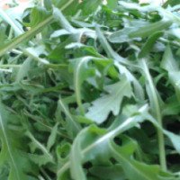 Свежие салатные листья рукколы Fino Fresco