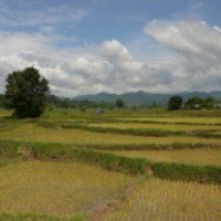 Экскурсия на рисовое поле 