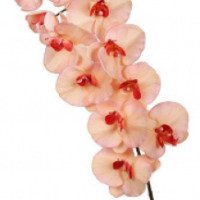 Сеть цветочных салонов "Орхидея Люкс" (Россия, Братск)