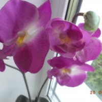 Искусственное растение БКТ "Орхидея"