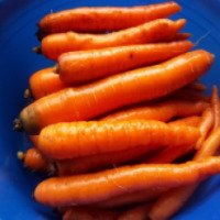 Семена моркови Поиск