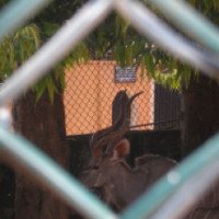 Зоопарк в Коломбо (Шри-Ланка, Коломбо)