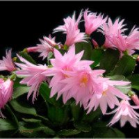 Цветок комнатный Рипсалидопсис