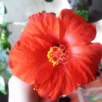 Комнатное растение "Китайская Роза"