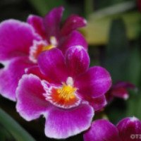 Выставка орхидей "Осколки радуги" (Россия, Санкт-Петербург)