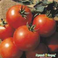 Семена томата Русский огород "Дачник"