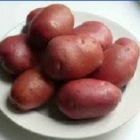 Семена картофеля "Рокко"
