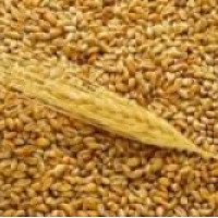 Пшеница продовольственная "Торговый Дом Ярмарка"