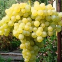 Столовый сорт винограда "Белый Кишмиш"