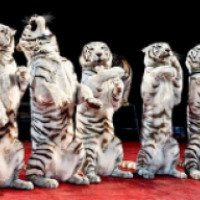Шоу "Тайны белых тигров" (Россия, Санкт-Петербург)