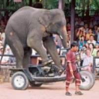 Шоу слонов (Таиланд, Паттайя)