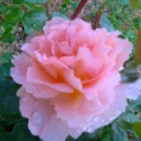 Роза Подворье "Schone vom See"