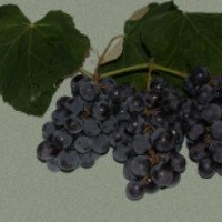 Сорт винограда "Изабелла"