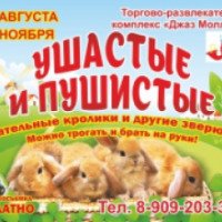 Выставка кроликов "Ушастые и пушистые" (Россия, Магнитогорск)