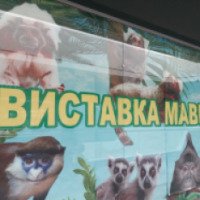 Выставка обезьянок в ТРЦ Порт-Сити (Украина, Мариуполь)