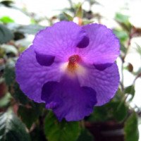 Ахименес - цветок из семейства геснериевых