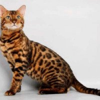 Порода кошек "Бенгальская кошка"