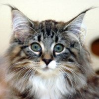 Порода кошек "Норвежская лесная"