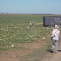Экскурсия на арбузные поля Соль-Илецка 