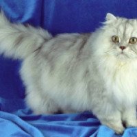 Порода кошек "Персидская кошка"