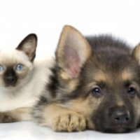Спрей АВЗ "Барс" для кошек и собак