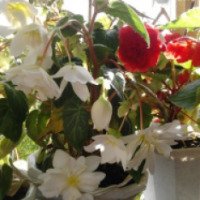 Комнатное растение "Бегония" Пендула Ампельная красная и белая
