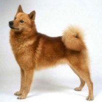 Собака породы Карело-финская лайка