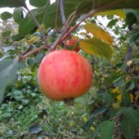 Сорт яблони "Пальметта"