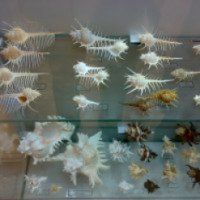 Выставка морских раковин "Рожденные морем" (Украина, Харьков)