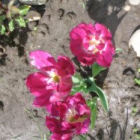 Луковицы тюльпана Royal Acres