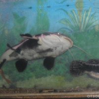 Выставка экзотических рыб "Аквагалерея" (Россия, Орел)