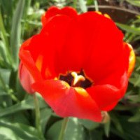 Садовый цветок тюльпан "Дарвиновский гибрид"