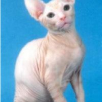 Порода кошек "Донской сфинкс"
