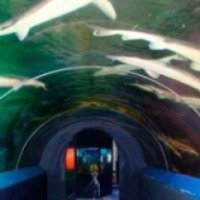 Тоннельный океанариум в парке 30-летия Победы (Россия, Анапа)