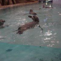 Дельфинарий в Новосибирском зоопарке (Россия, Новосибирск)