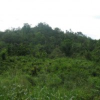 Тропический лес Синхараджа (Шри-Ланка)