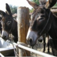 Ослиная ферма Dipotamos Donkey Farm (Кипр, Айя-Напа)
