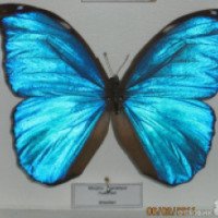 Экзотическая выставка "Неизвестная планета: Бабочки мира" (Россия, Новосибирск)