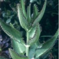 Лечебное комнатное растение Каланхоэ Дегремона