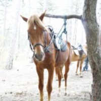 Конный клуб "Красный конь" (Крым, Алупка)