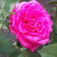 Роза сорт Лолита Лемпика