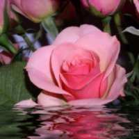 Тоник для лица Bulgarian rose "Rose Water natural"