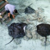 Кормление скатов и акул на Мальдивских островах (Мальдивские острова)