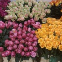 Выставка роз на ВДНХ (Россия, Москва)