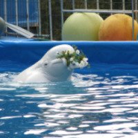 Дельфинарий Ялтинского зоопарка (Крым, Ялта)