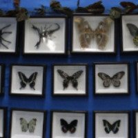 Киевская выставка тропических бабочек и экзотических насекомых (Украина, Николаев)
